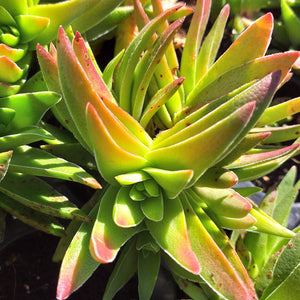 Crassula capitella red tips (3 Plants)