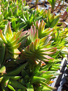 Crassula capitella red tips (3 Plants)