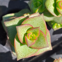 Load image into Gallery viewer, Crassula perforata  (3 Plants)
