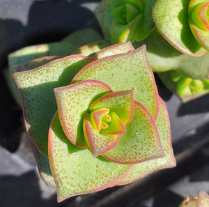 Crassula perforata  (3 Plants)