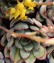 Load image into Gallery viewer, Echeveria pelusida (3 Plants)
