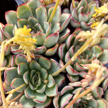Load image into Gallery viewer, Echeveria pelusida (3 Plants)
