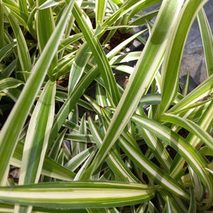 Chlorophytum comosum variegata (3 Plants)