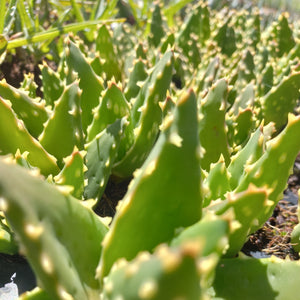 Aloe mitriformis (3 Plants)