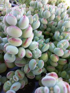 Cotyledon pendens (Cliff Cotyledon) (3 Plants)