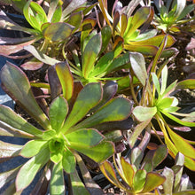 Load image into Gallery viewer, Aeonium Atropurpureum (3 Plants)
