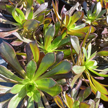 Load image into Gallery viewer, Aeonium Atropurpureum (3 Plants)

