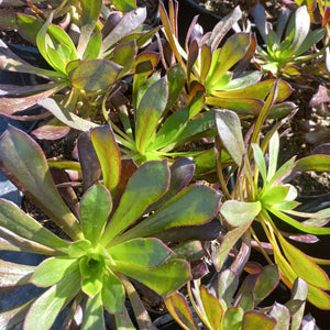 Aeonium Atropurpureum (3 Plants)