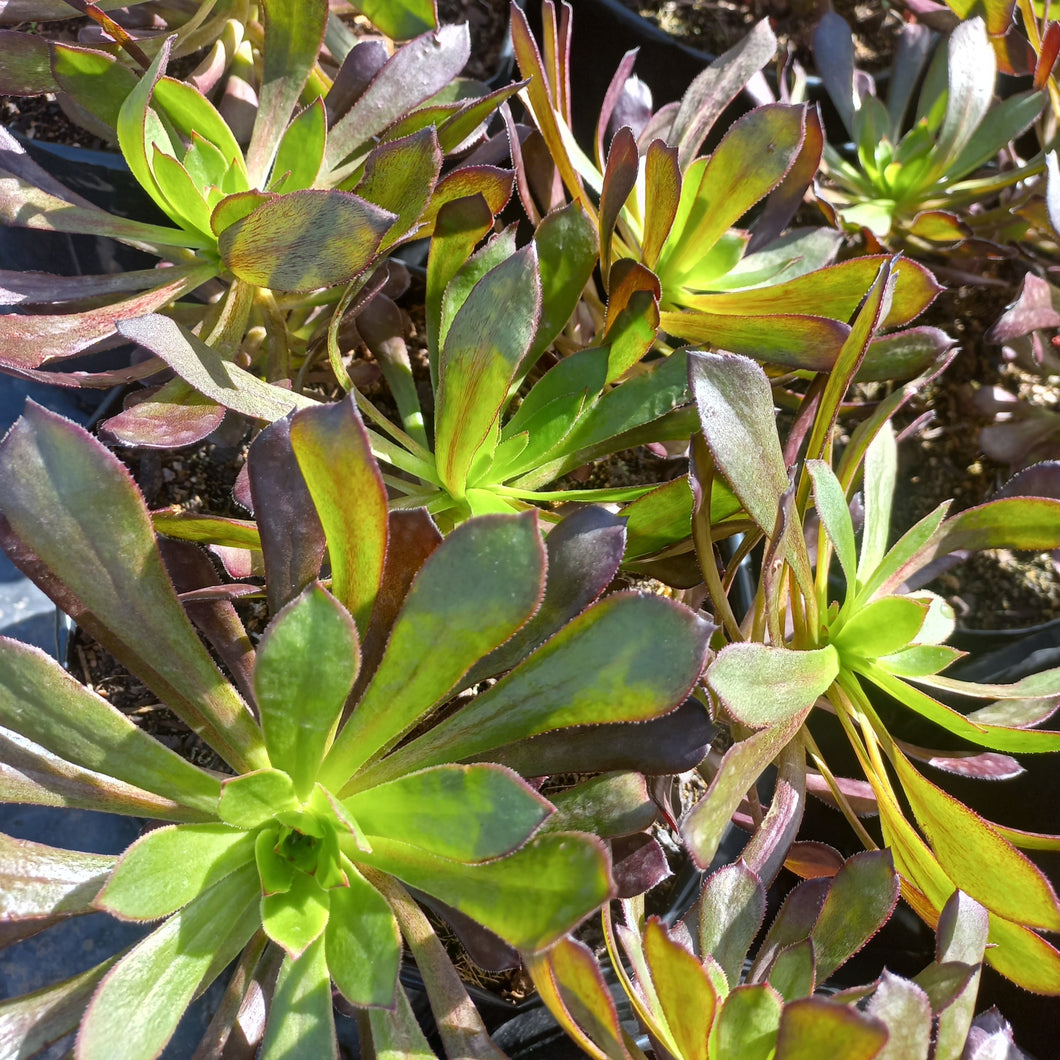 Aeonium Atropurpureum (3 Plants)