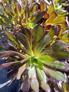 Aeonium Atropurpureum (3 Plants)