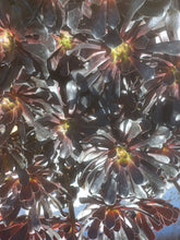Load image into Gallery viewer, Aeonium Choc Cola (3 Plants)
