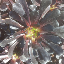 Load image into Gallery viewer, Aeonium Choc Cola (3 Plants)
