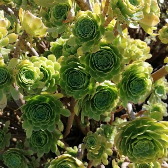 Aeonium arboreum (3 Plants)