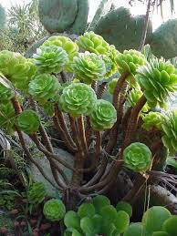 Aeonium arboreum (3 Plants)