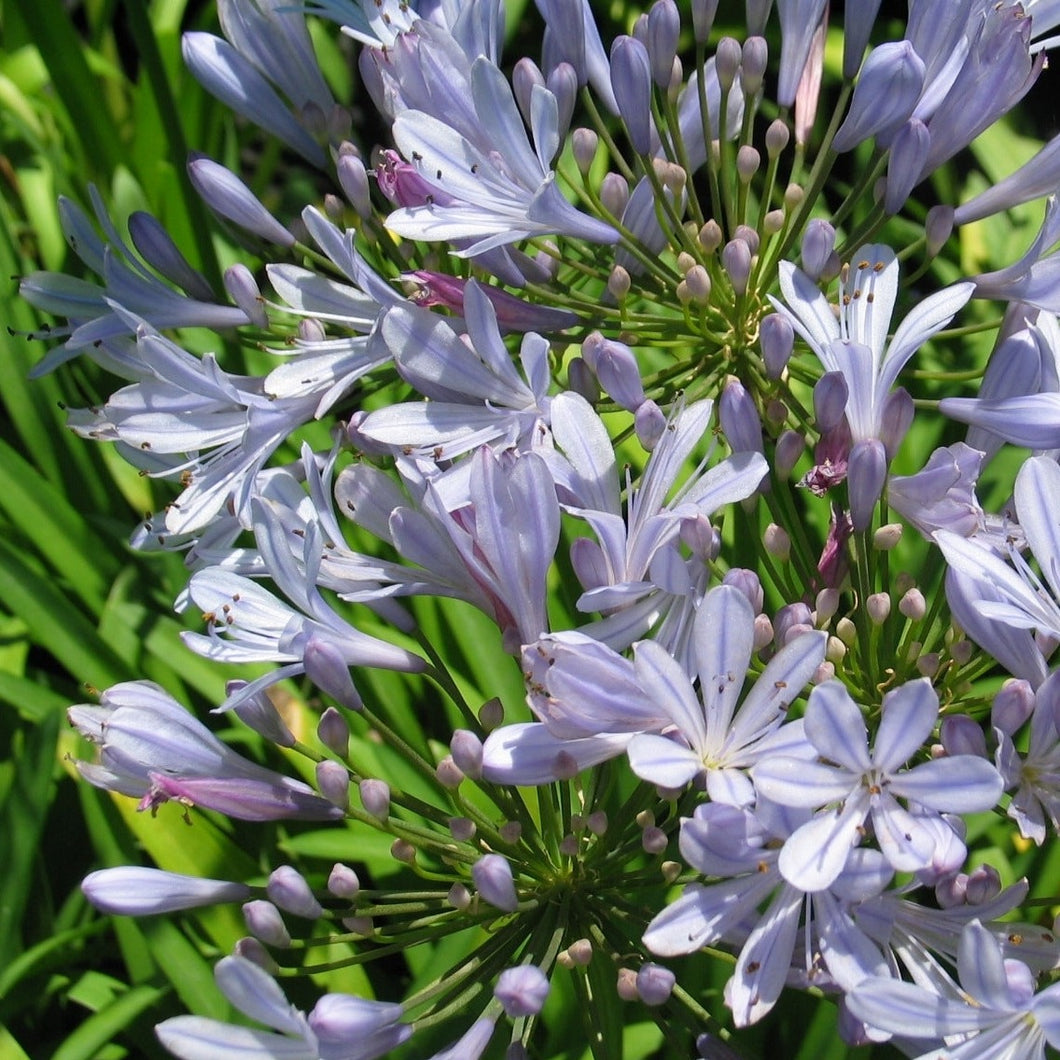 Agapanthus Barley Blue