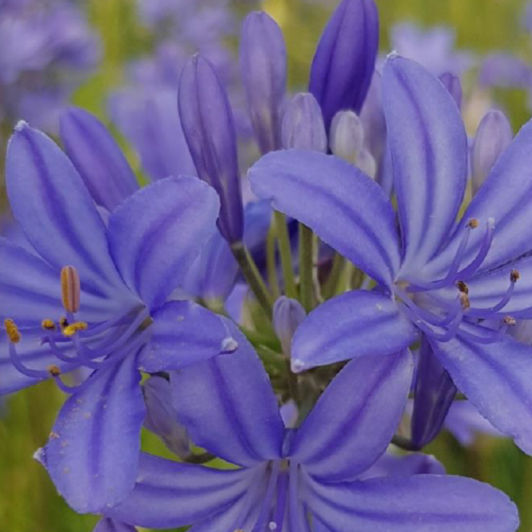 Agapanthus Blue Jay