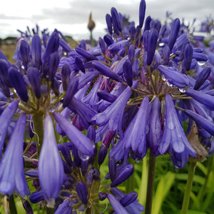 Agapanthus Jonie