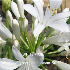 Agapanthus White Pixie