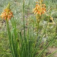 Aloe cooperii (3 Plants)