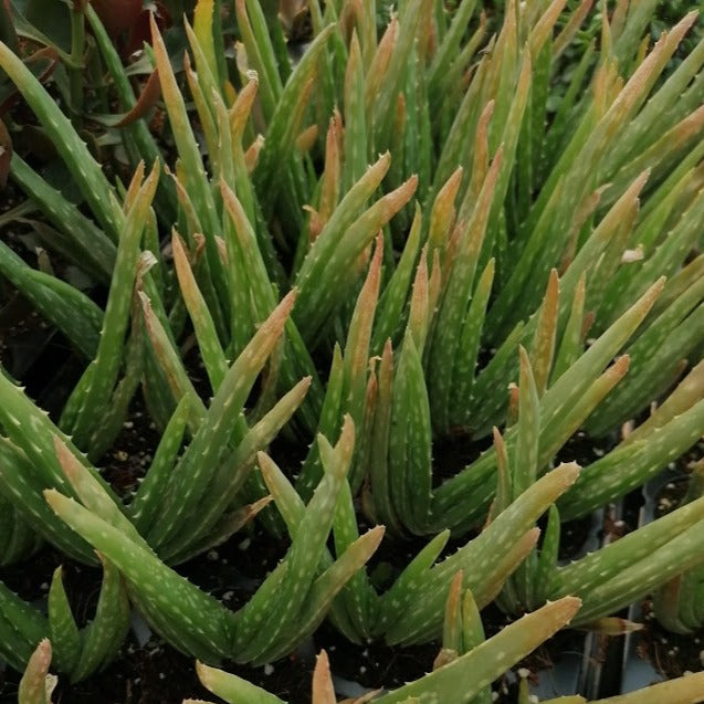 Aloe vera (3 Plants)