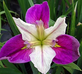 Louisiana Iris Colorific