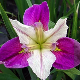 Louisiana Iris Colorific