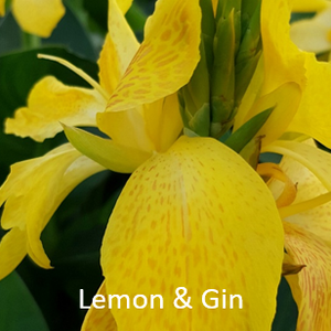 Canna Yellow & Gin