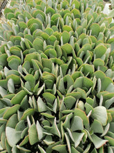 Load image into Gallery viewer, Cotyledon orbiculata -Grey leaf (3 Plants)
