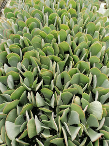 Cotyledon orbiculata -Grey leaf (3 Plants)