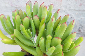 Cotyledon campanulata (3 Plants)