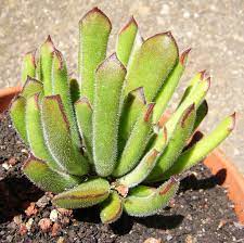 Cotyledon campanulata (3 Plants)