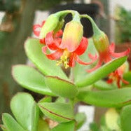 Cotyledon elisae (3 Plants)