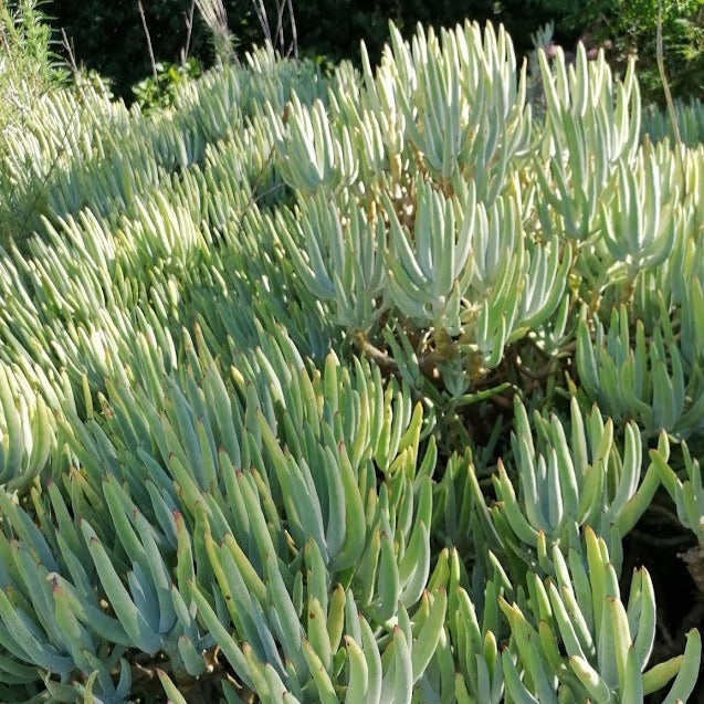 Cotyledon orbiculata -Flanaganii (3 Plants)
