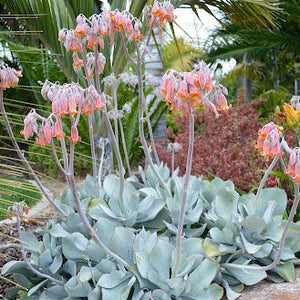 Cotyledon orbiculata -Grey leaf (3 Plants)