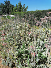 Load image into Gallery viewer, Cotyledon orbiculata -Grey leaf (3 Plants)
