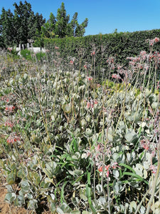 Cotyledon orbiculata -Grey leaf (3 Plants)