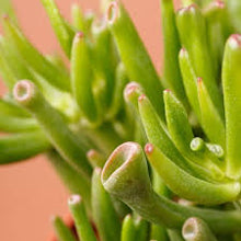 Load image into Gallery viewer, Crassula ovata Horn Tree (3 Plants)
