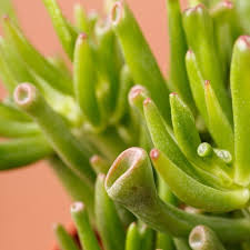 Crassula ovata Horn Tree (3 Plants)