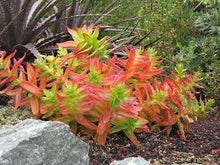 Load image into Gallery viewer, Crassula Campfire(3 Plants)
