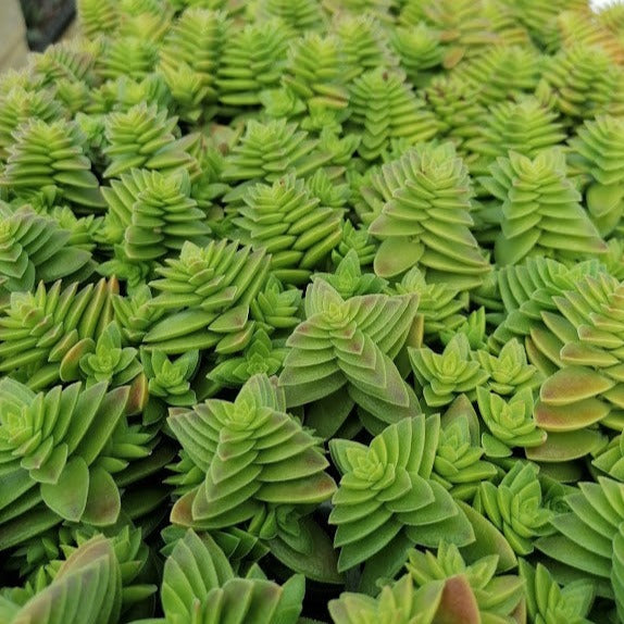 Crassula capitata (3 Plants)