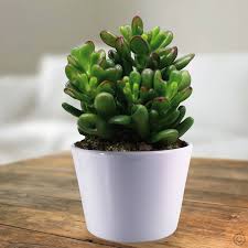 Crassula ovata Gandalf (3 Plants)