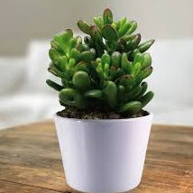 Indoor Pot Collection (9 plants)