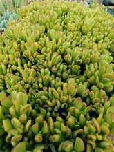 Load image into Gallery viewer, Crassula ovata Gandalf (3 Plants)
