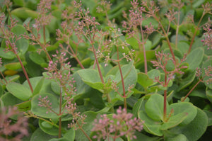 Crassula multicava Green (3 Plants)