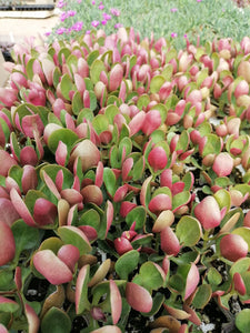 Crassula multicava Red (3 Plants)