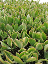 Load image into Gallery viewer, Crassula ovata Lemon &amp; Lime (3 Plants)

