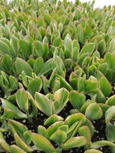 Crassula ovata Lemon & Lime (3 Plants)