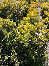 Load image into Gallery viewer, Crassula ovata Sunset (3 Plants)

