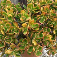 Crassula ovata Sunset (3 Plants)