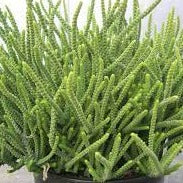 Crassula Rastafari (3 Plants)